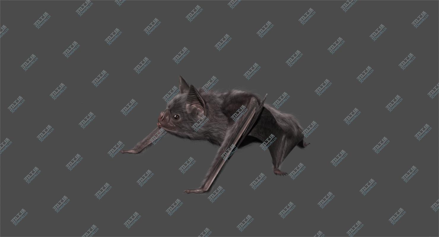 images/goods_img/20210113/Vampire Bat (Animated)/5.jpg